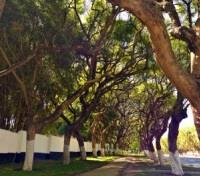 Mature Tree's Lining the Avenues of Lusaka